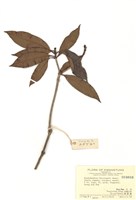 藏品(羊角杜鵑)的圖片